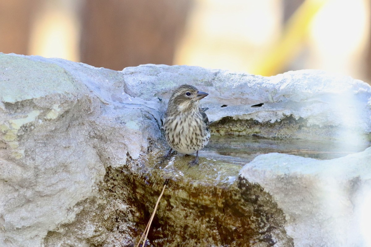 Cassin's Finch - ML643999146