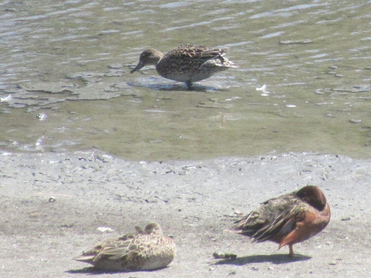 Blue-winged Teal - ML643999150
