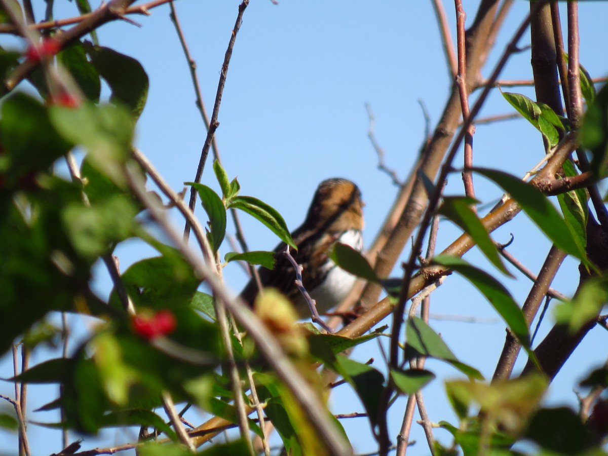 Harris's Sparrow - ML643999166