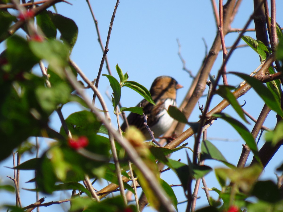 Harris's Sparrow - ML643999172