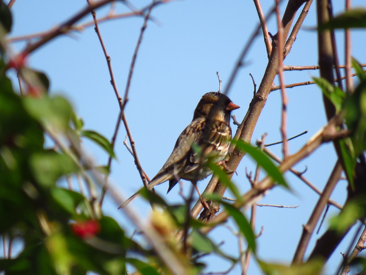 Harris's Sparrow - ML643999175