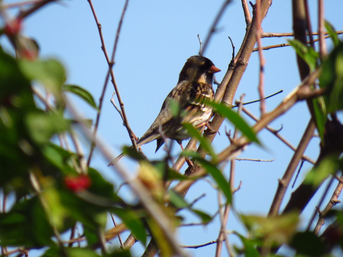 Harris's Sparrow - ML643999183