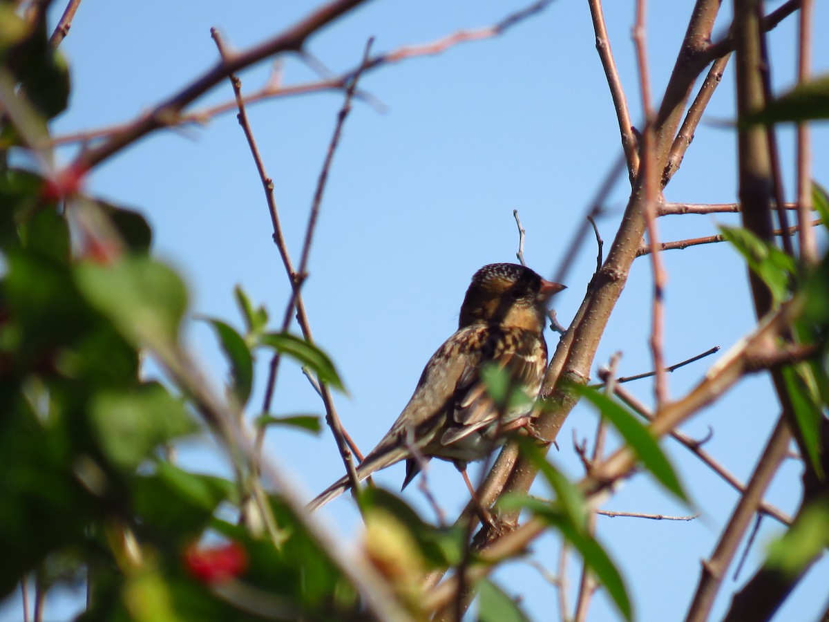 Harris's Sparrow - ML643999186
