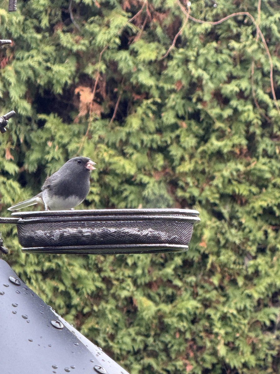 Dark-eyed Junco - ML643999189