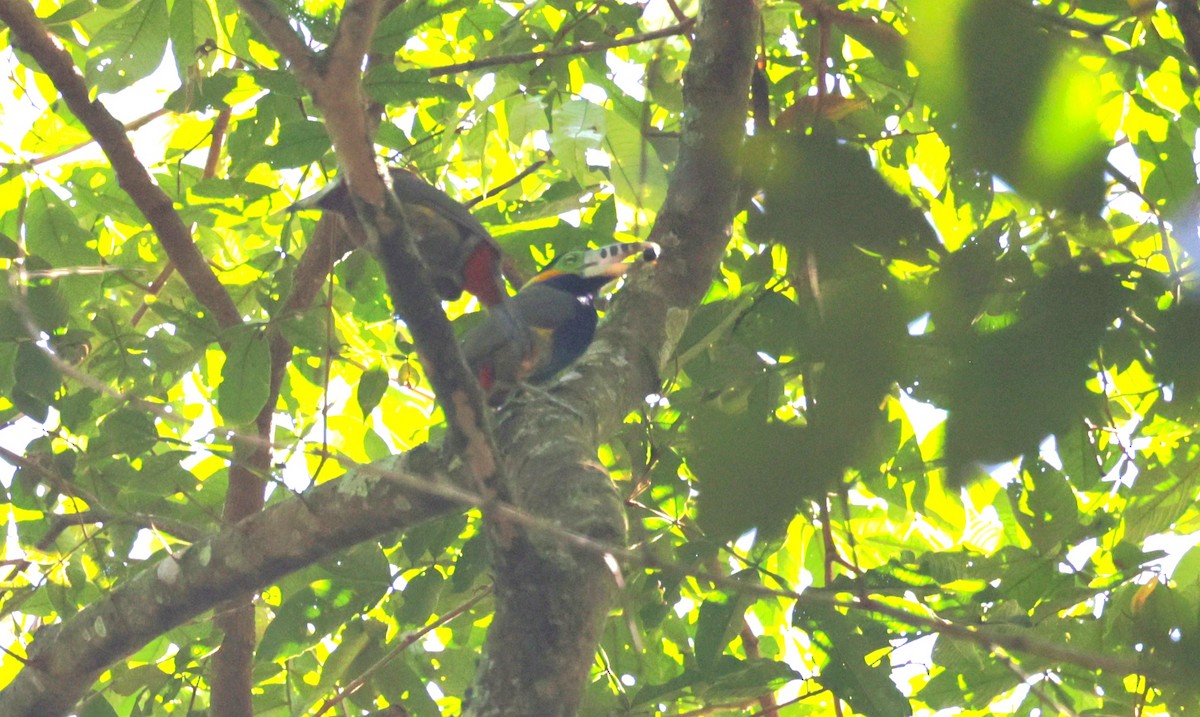 Spot-billed Toucanet - ML643999191