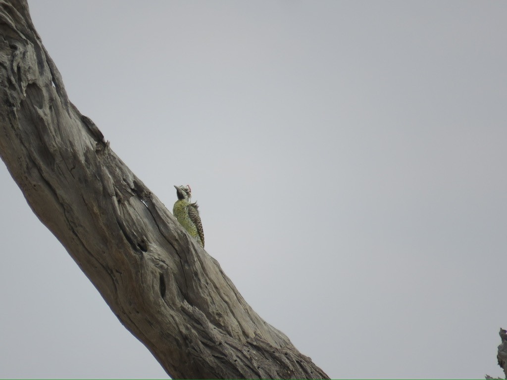 Pic de Bennett - ML643999198