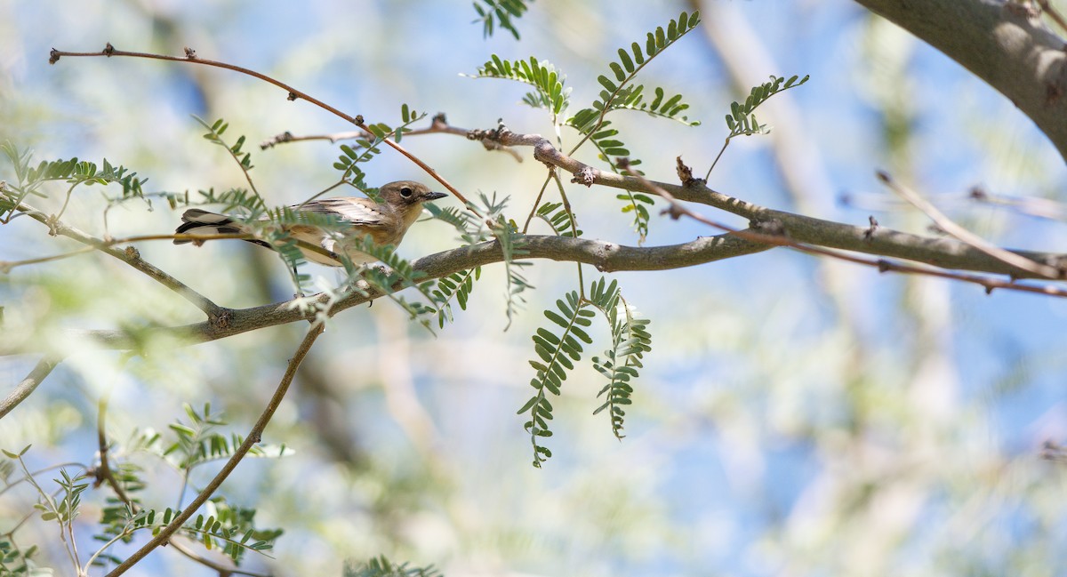 Kronenwaldsänger (Audubonwaldsänger) - ML643999202