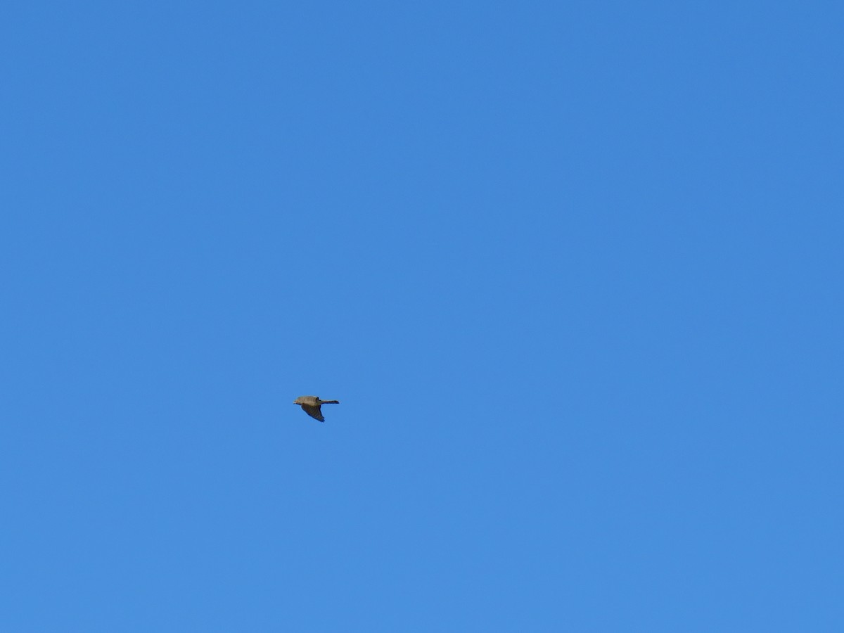 krahujec americký - ML643999206