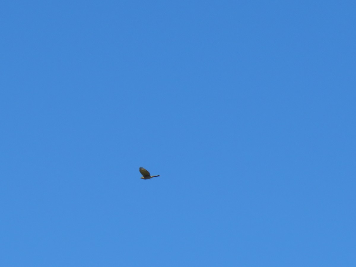 krahujec americký - ML643999207