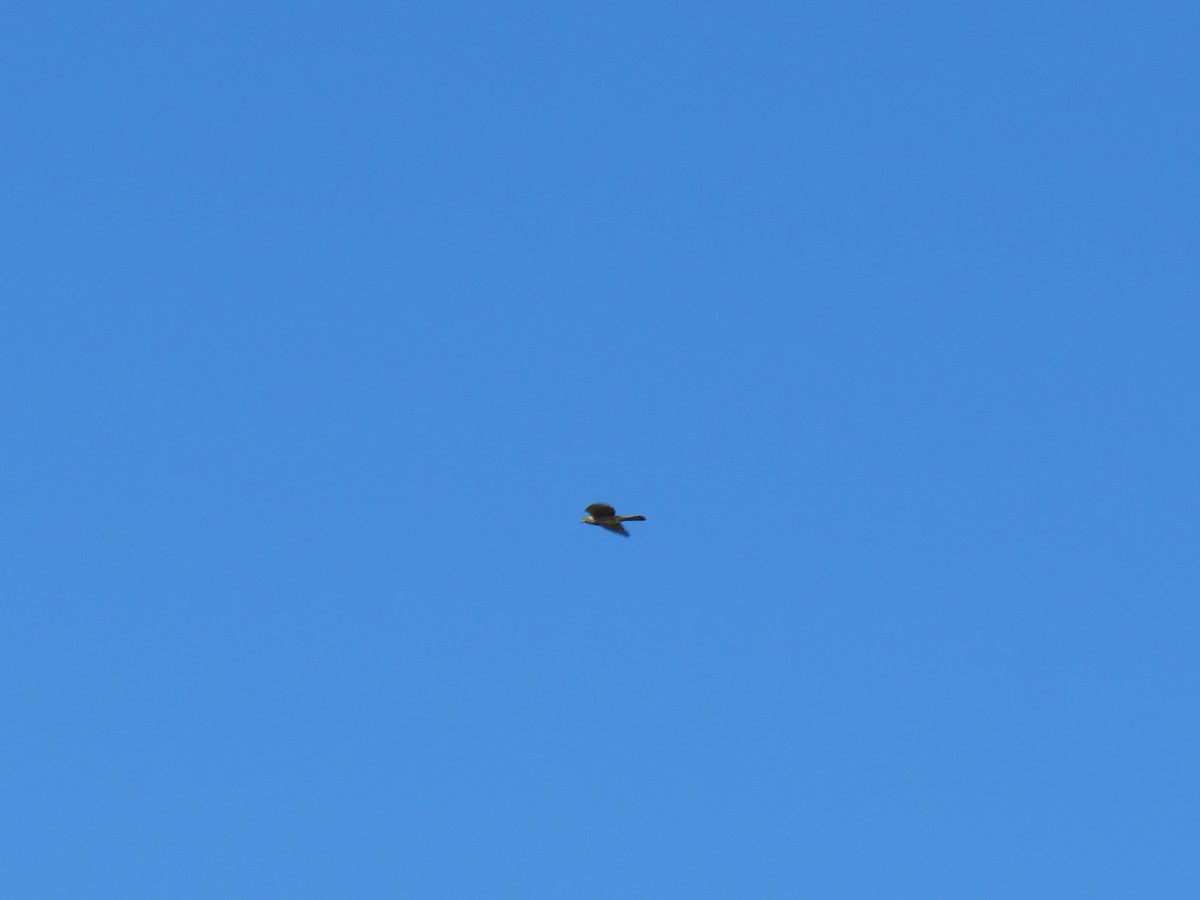 krahujec americký - ML643999208