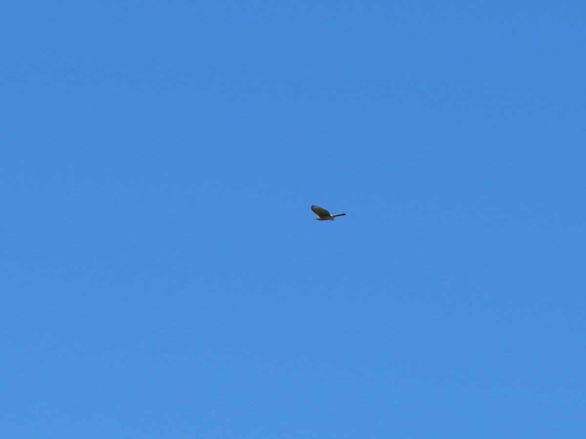 krahujec americký - ML643999209