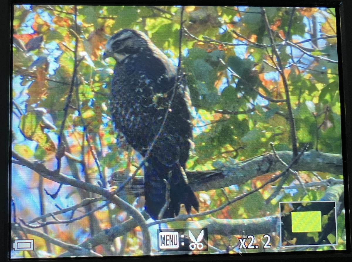 Swainson's Hawk - ML643999240