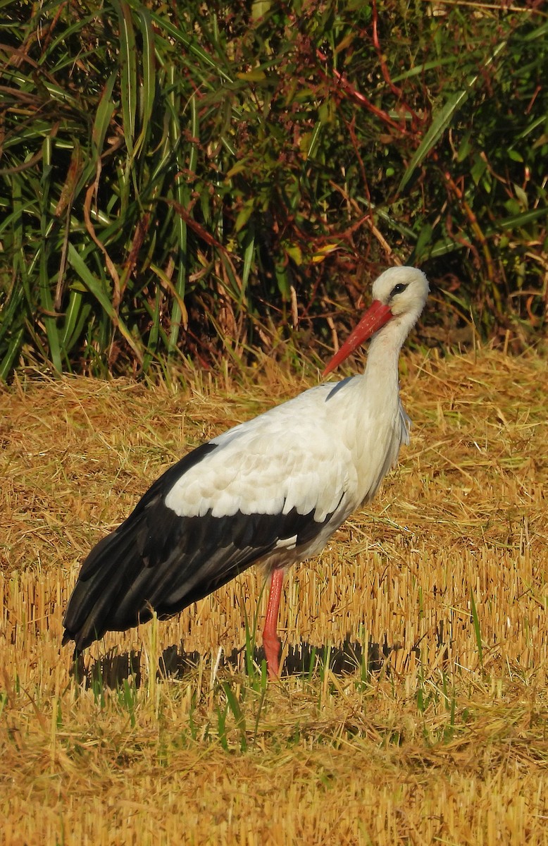 Cigüeña Blanca - ML643999274