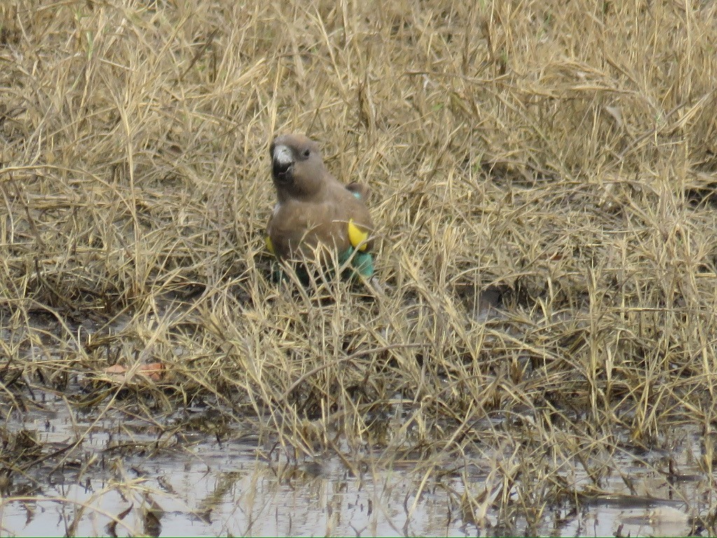 gulissepapegøye - ML643999324