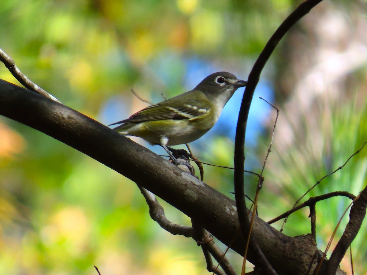 Graukopfvireo - ML643999325