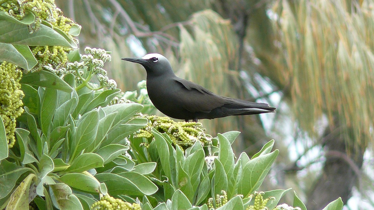 Noddi noir - ML643999346