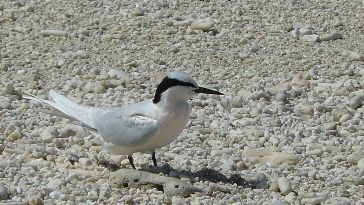 Sterne diamant - ML643999398