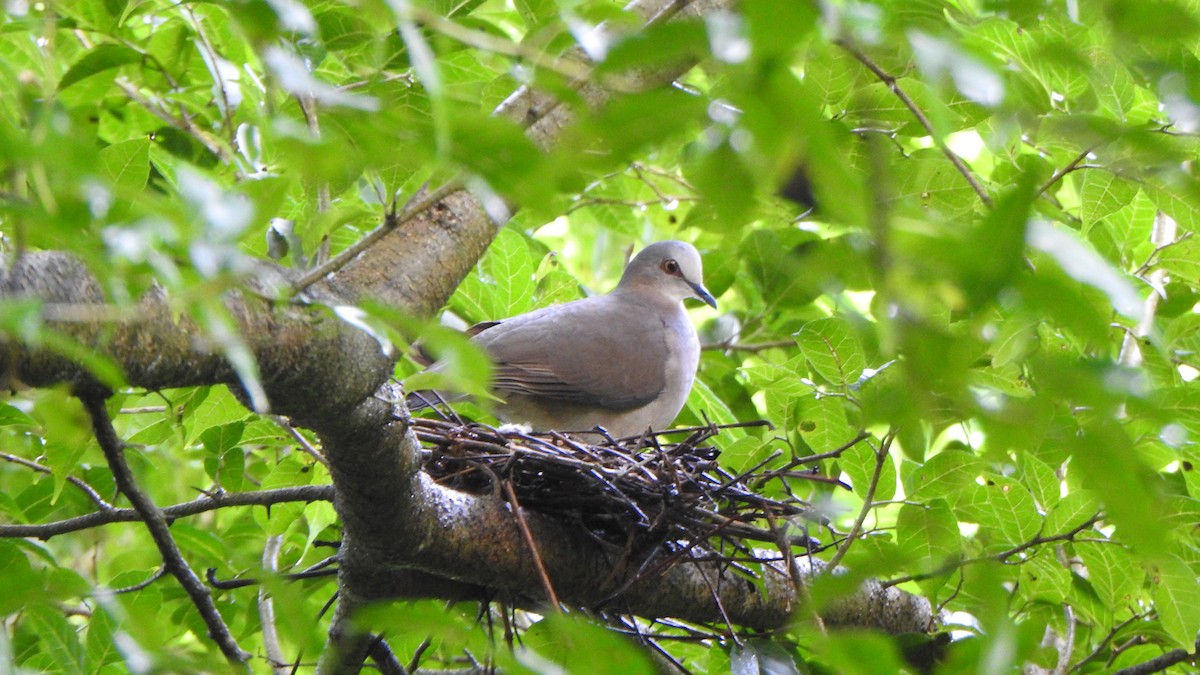 Caribbean Dove - ML643999405