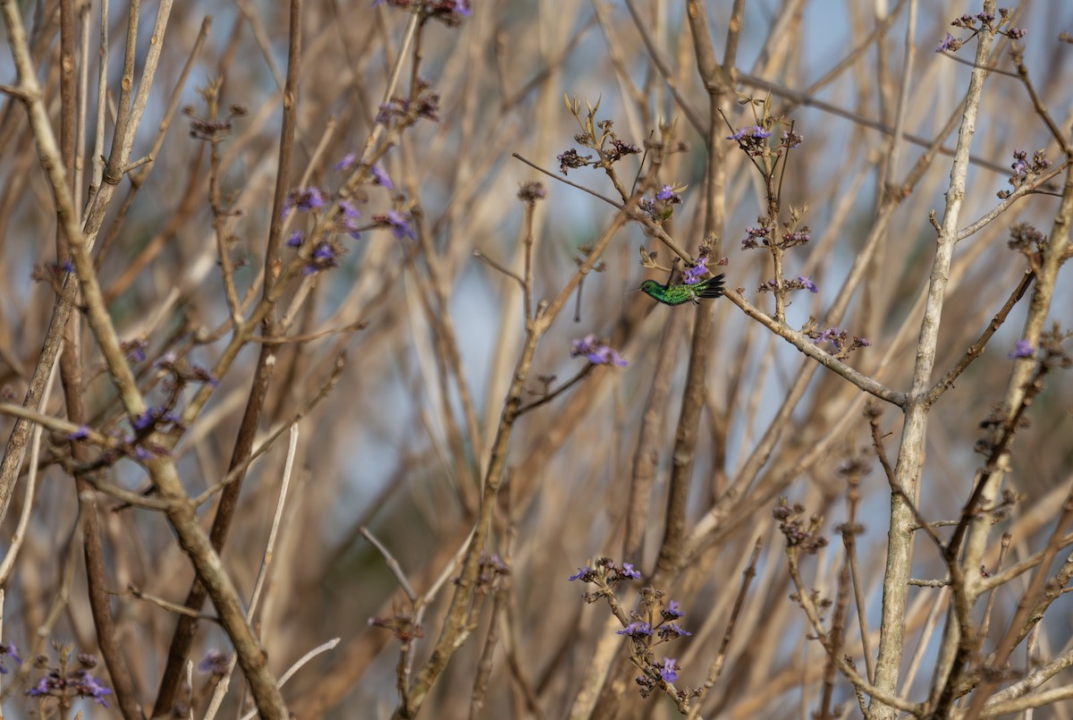 Blue-tailed Emerald - ML643999459