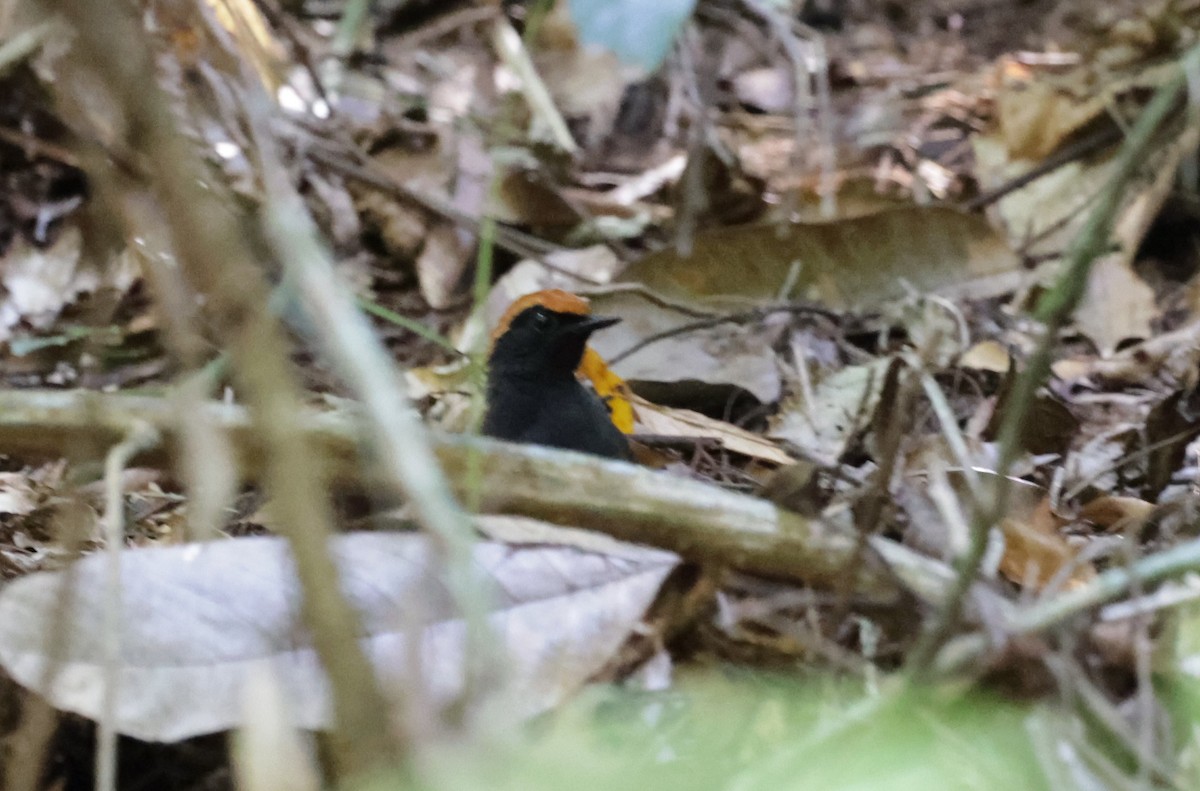Rufous-capped Antthrush - ML643999477
