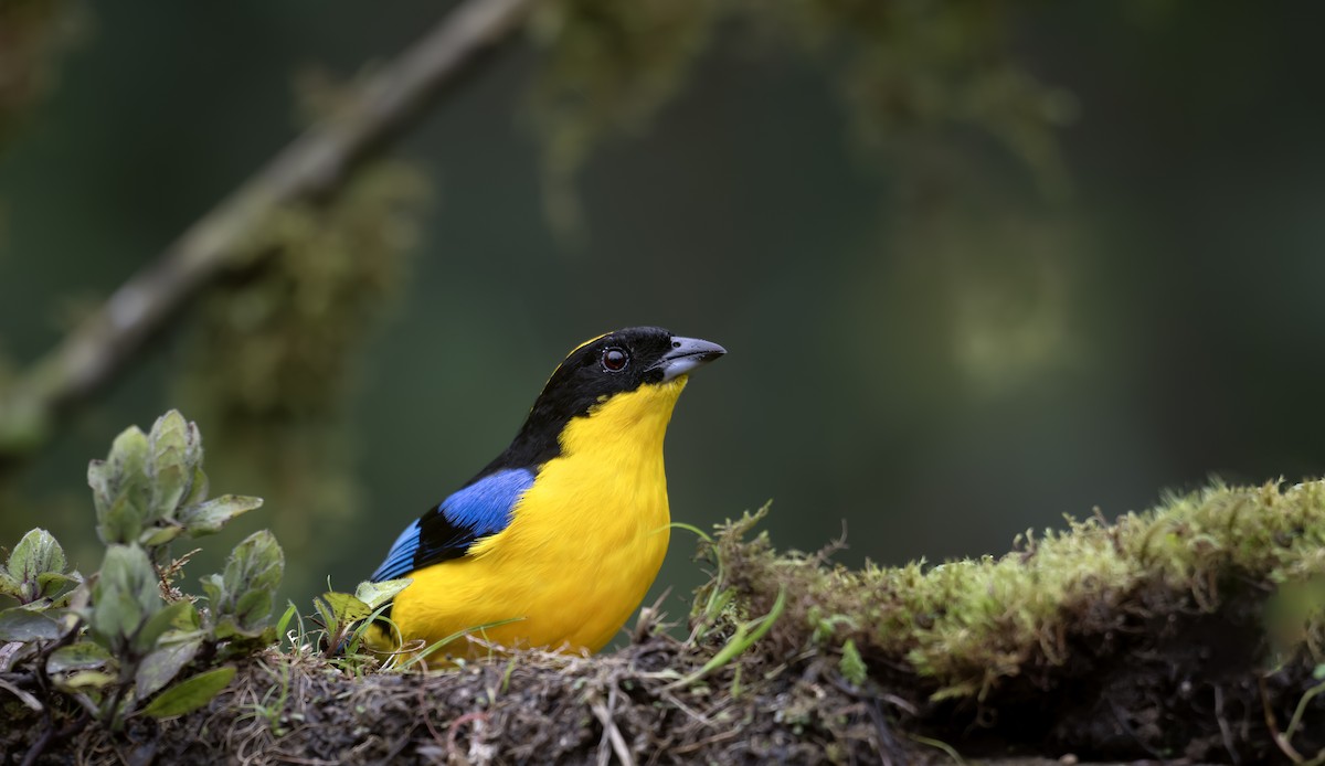 Blue-winged Mountain Tanager - ML643999479