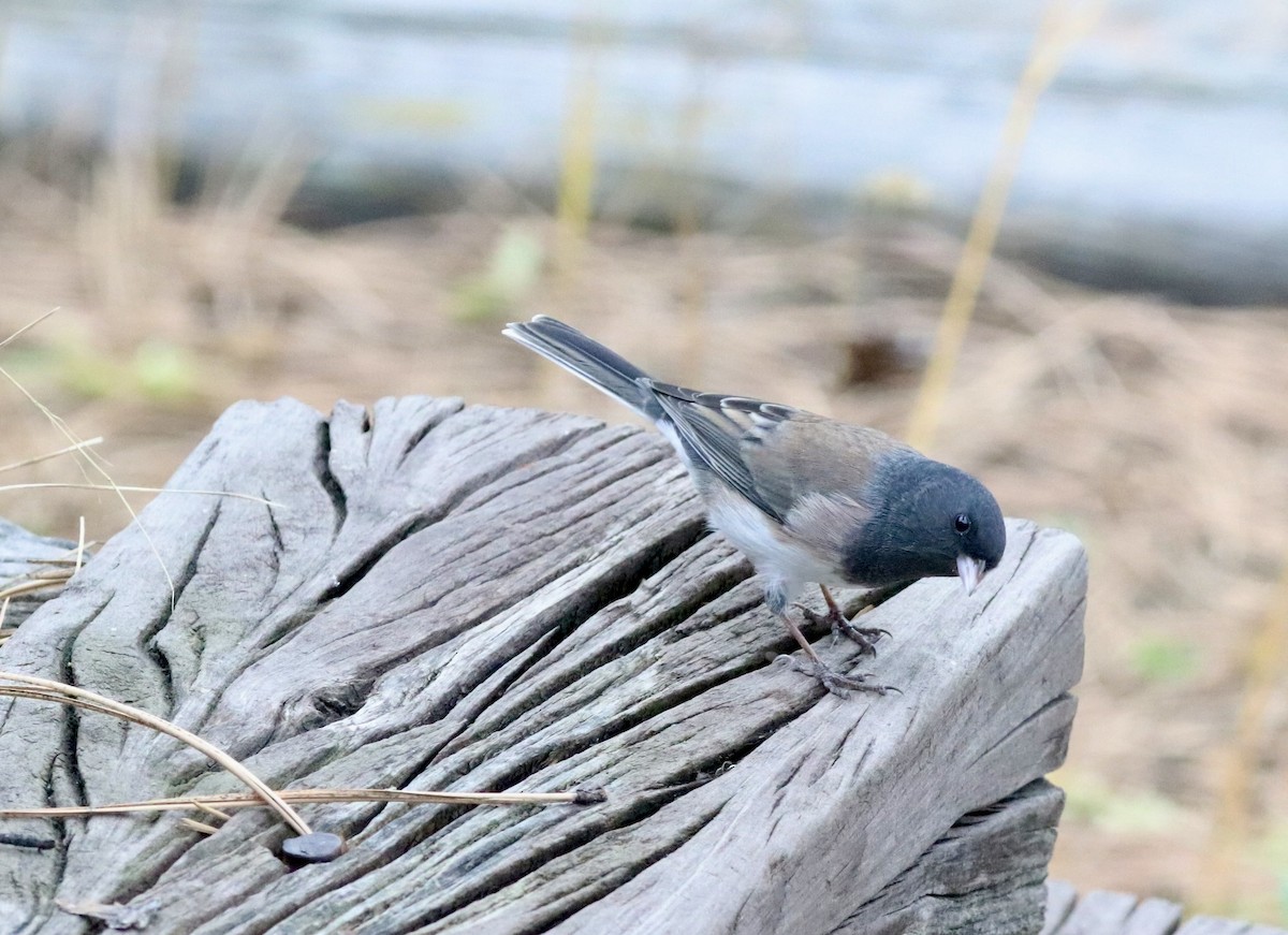 Dark-eyed Junco (Oregon) - ML643999485