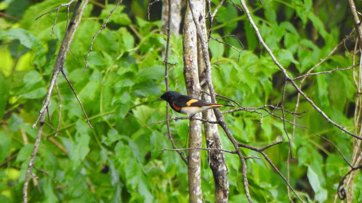 American Redstart - ML643999513