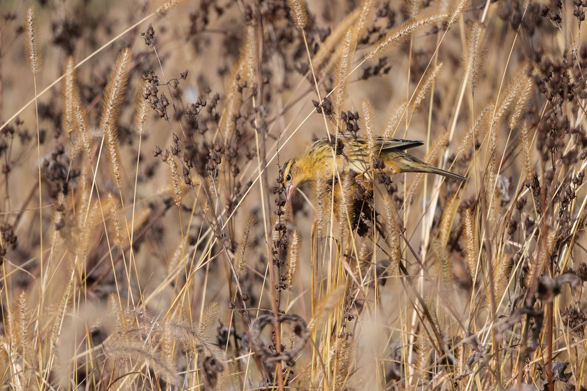 Bobolink - ML643999555