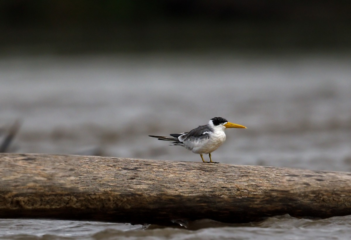 Large-billed Tern - ML643999561