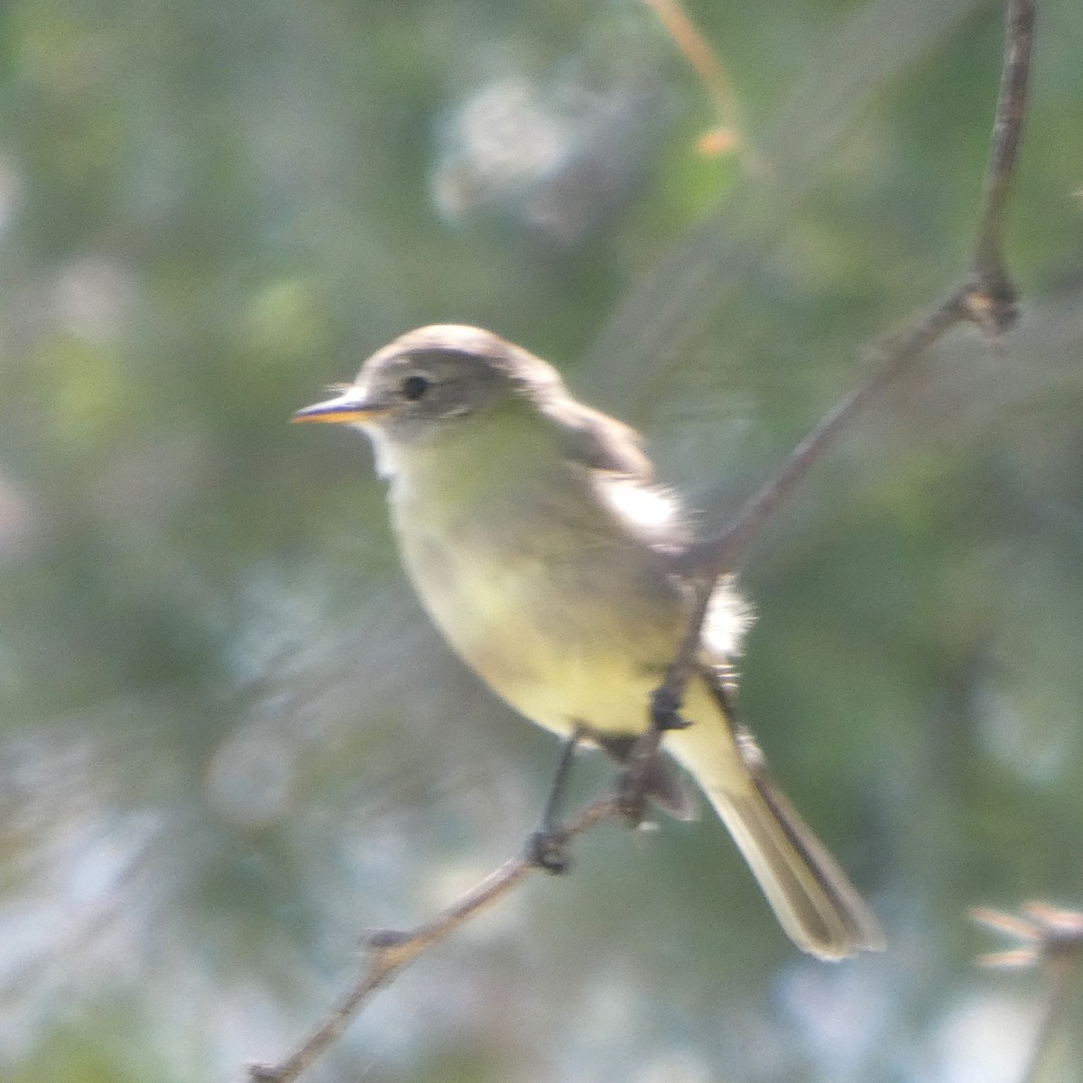 Moucherolle gris - ML643999568