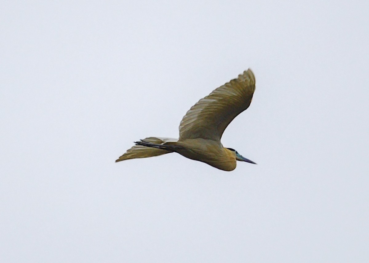 Capped Heron - ML643999570