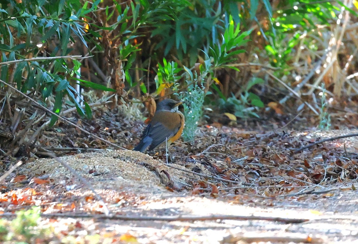Rufous-backed Robin - ML643999579