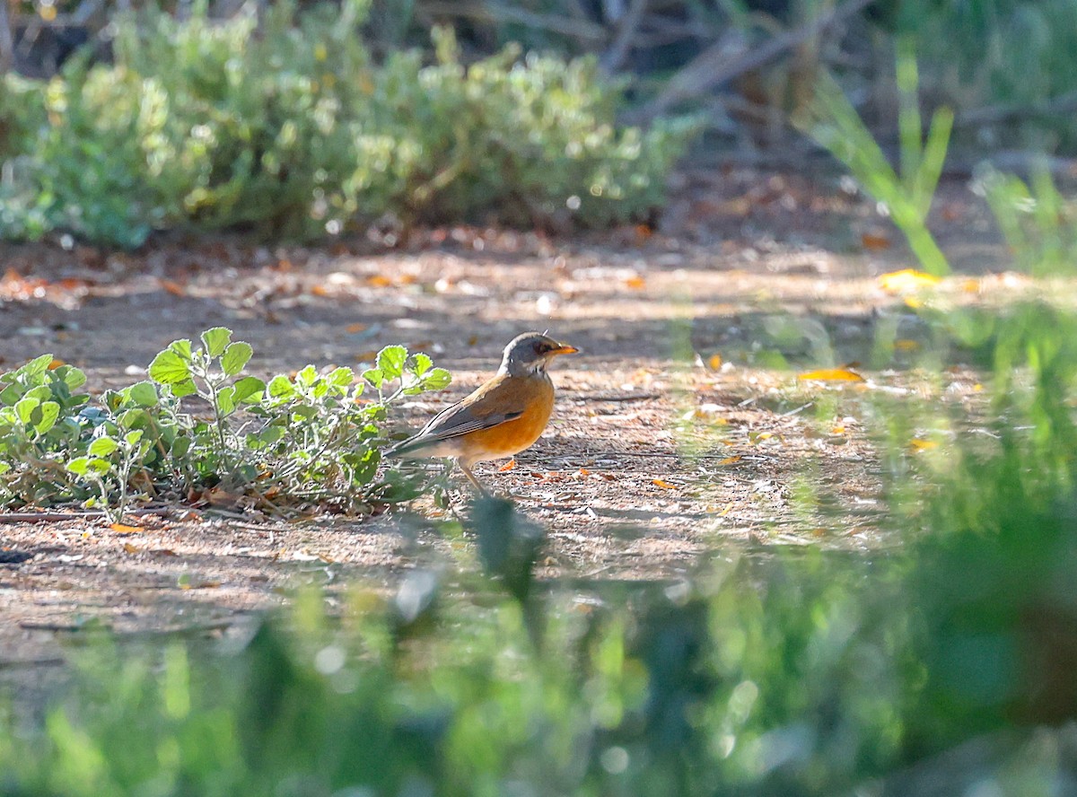 Rufous-backed Robin - ML643999580