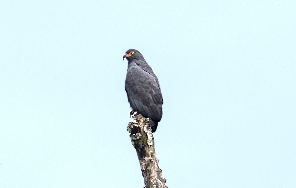 smalnebbglente - ML643999581