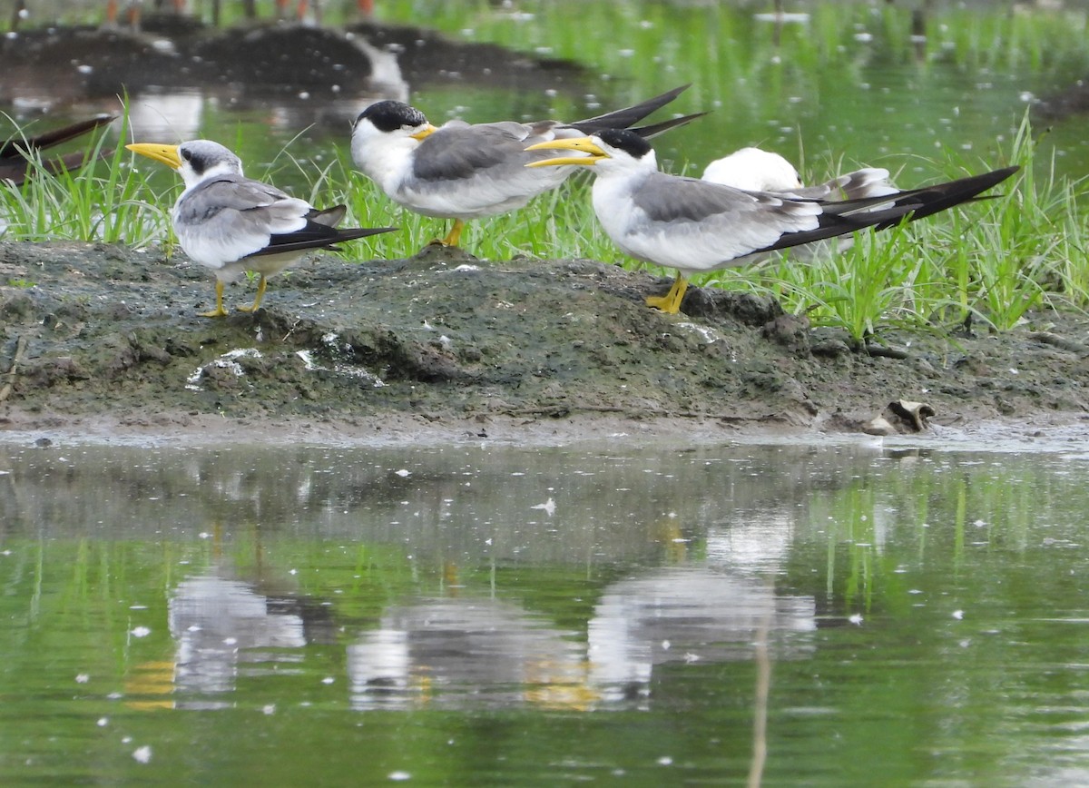 Large-billed Tern - ML643999588