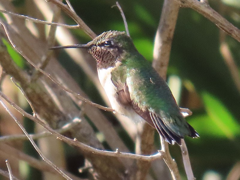 Ruby-throated Hummingbird - ML643999607