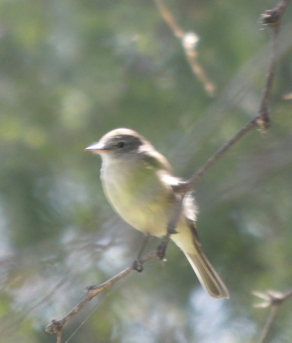 Moucherolle gris - ML643999608