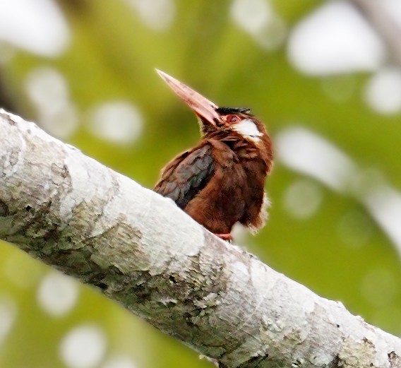 White-eared Jacamar - ML643999611