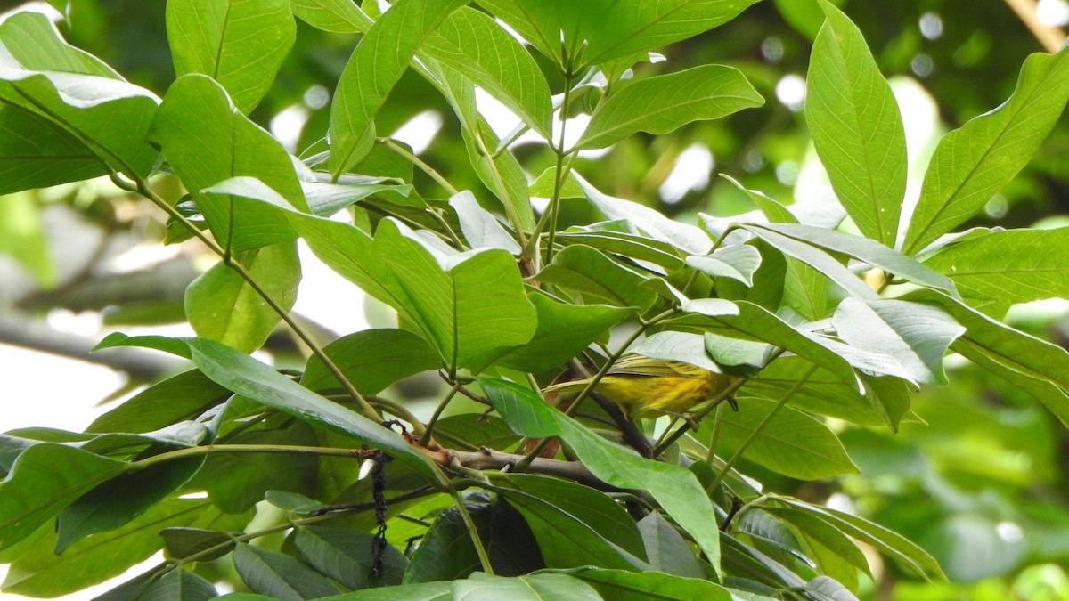 Paruline jaune - ML643999612