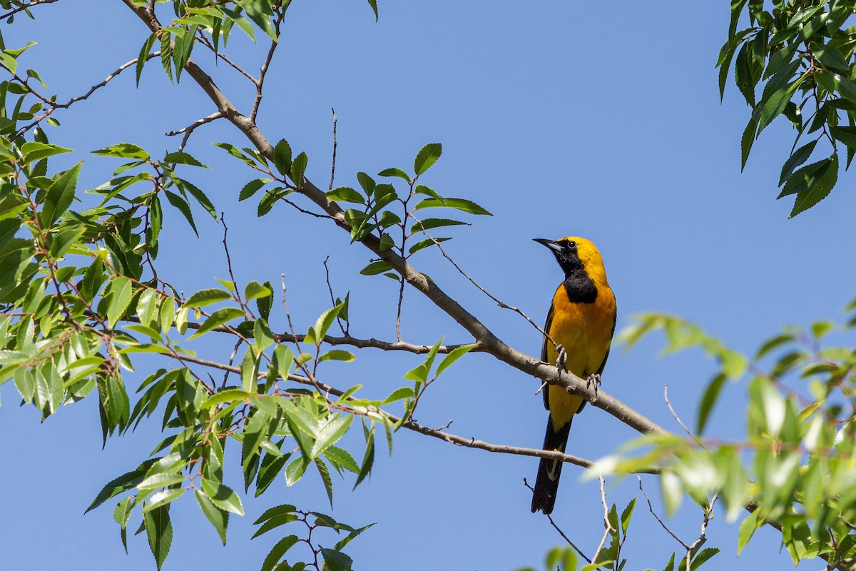Hooded Oriole - ML643999613