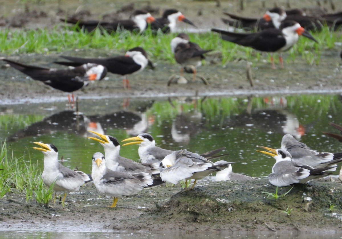 Large-billed Tern - ML643999627