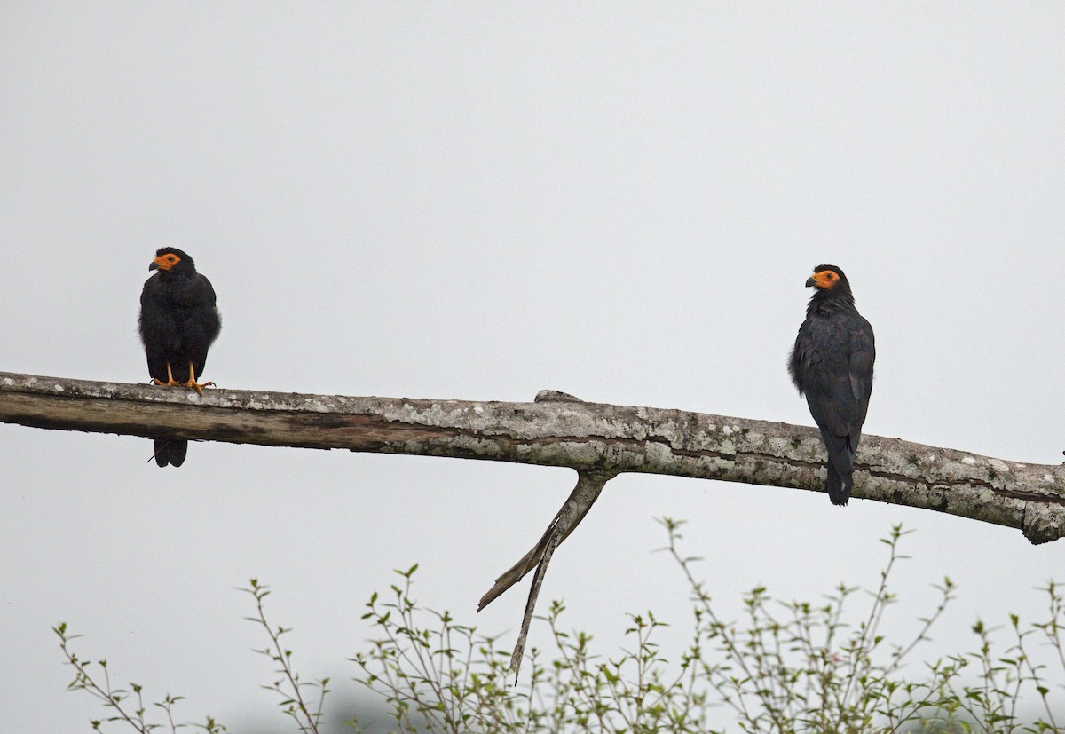 Siyah Karakara - ML643999648