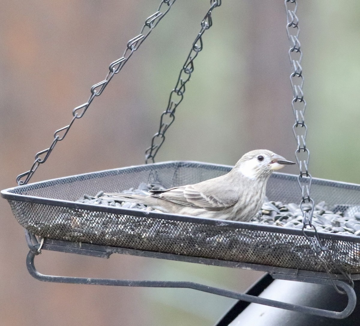 House Finch - ML643999650