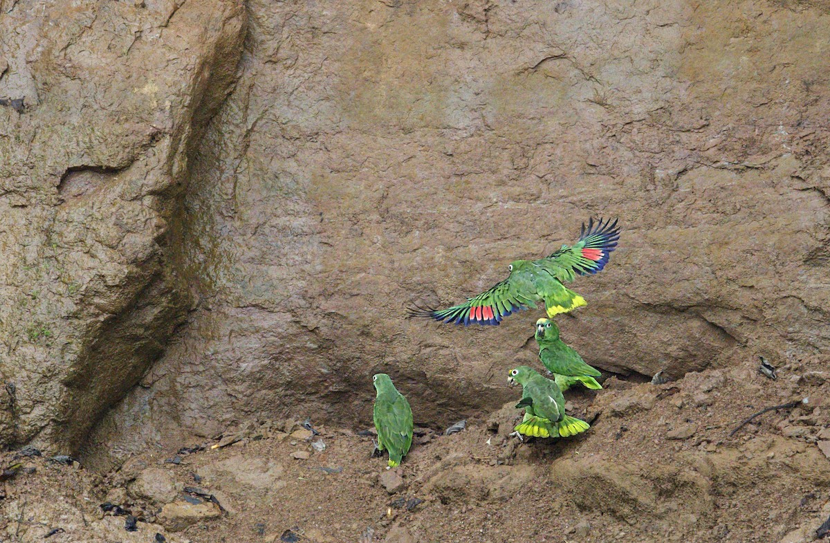 Yellow-crowned Amazon - ML643999660
