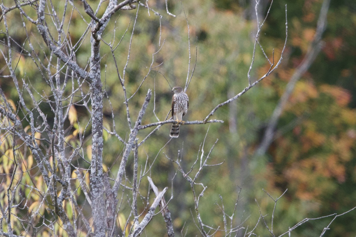 Cooper's Hawk - ML643999673