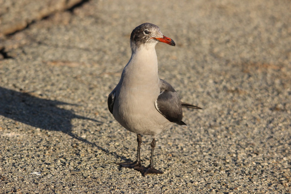 Heermann's Gull - ML643999683