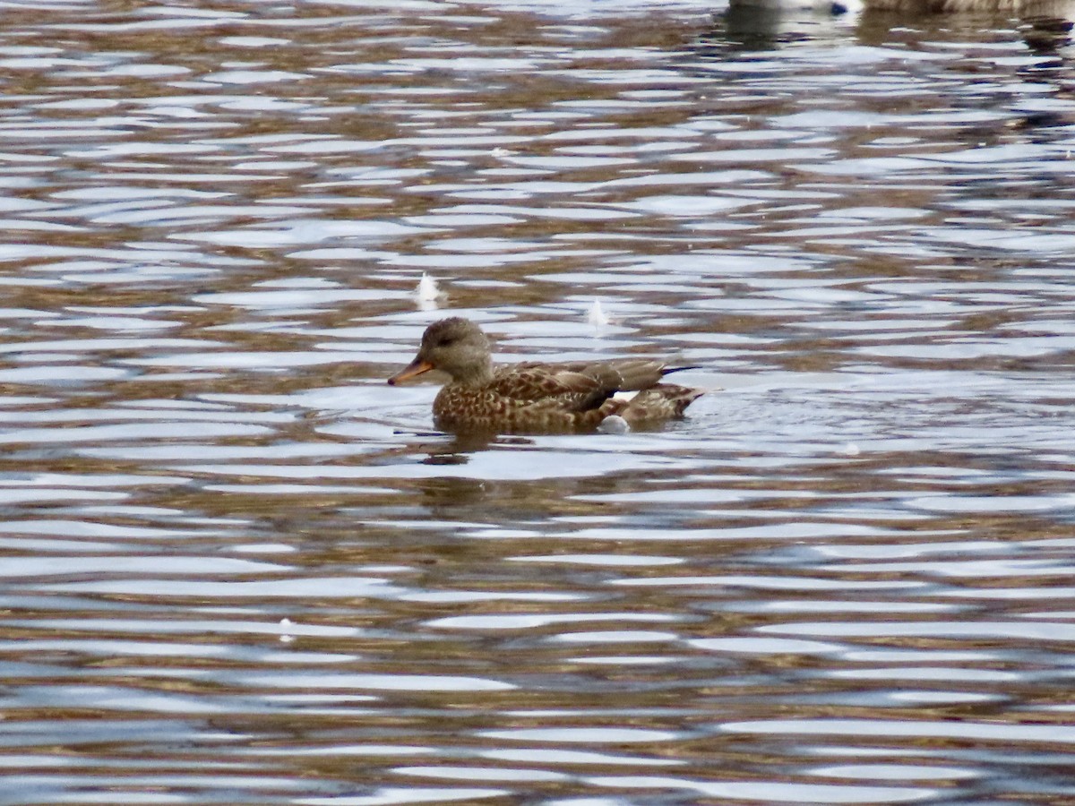 Бор нугас - ML643999701