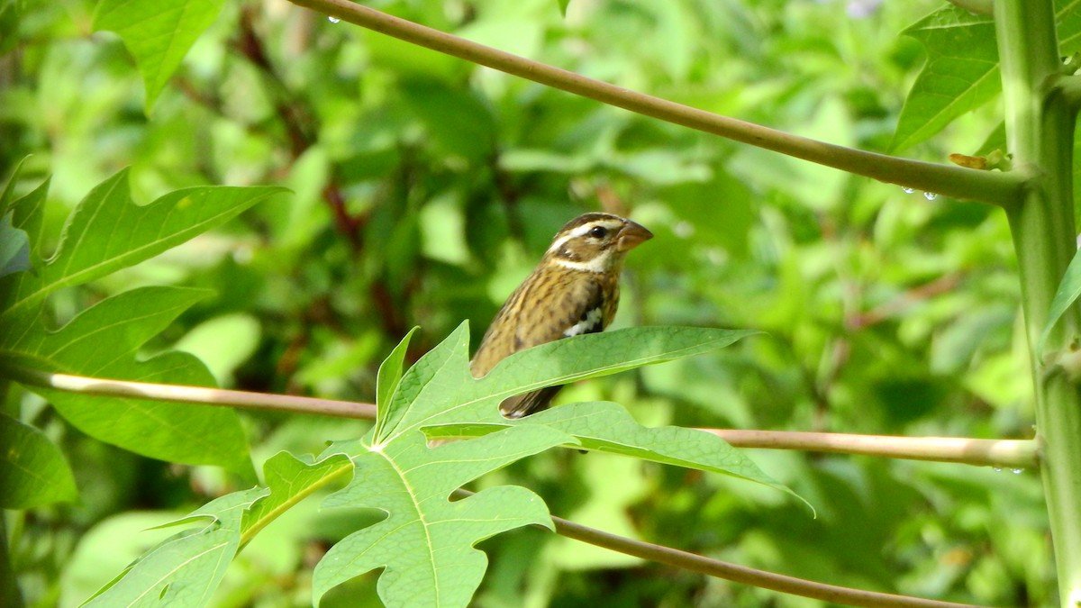 Rose-breasted Grosbeak - ML643999703