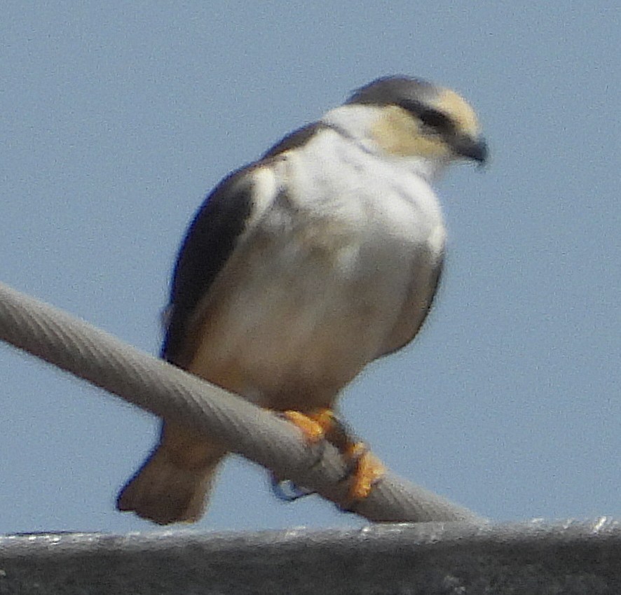 Pearl Kite - ML643999733