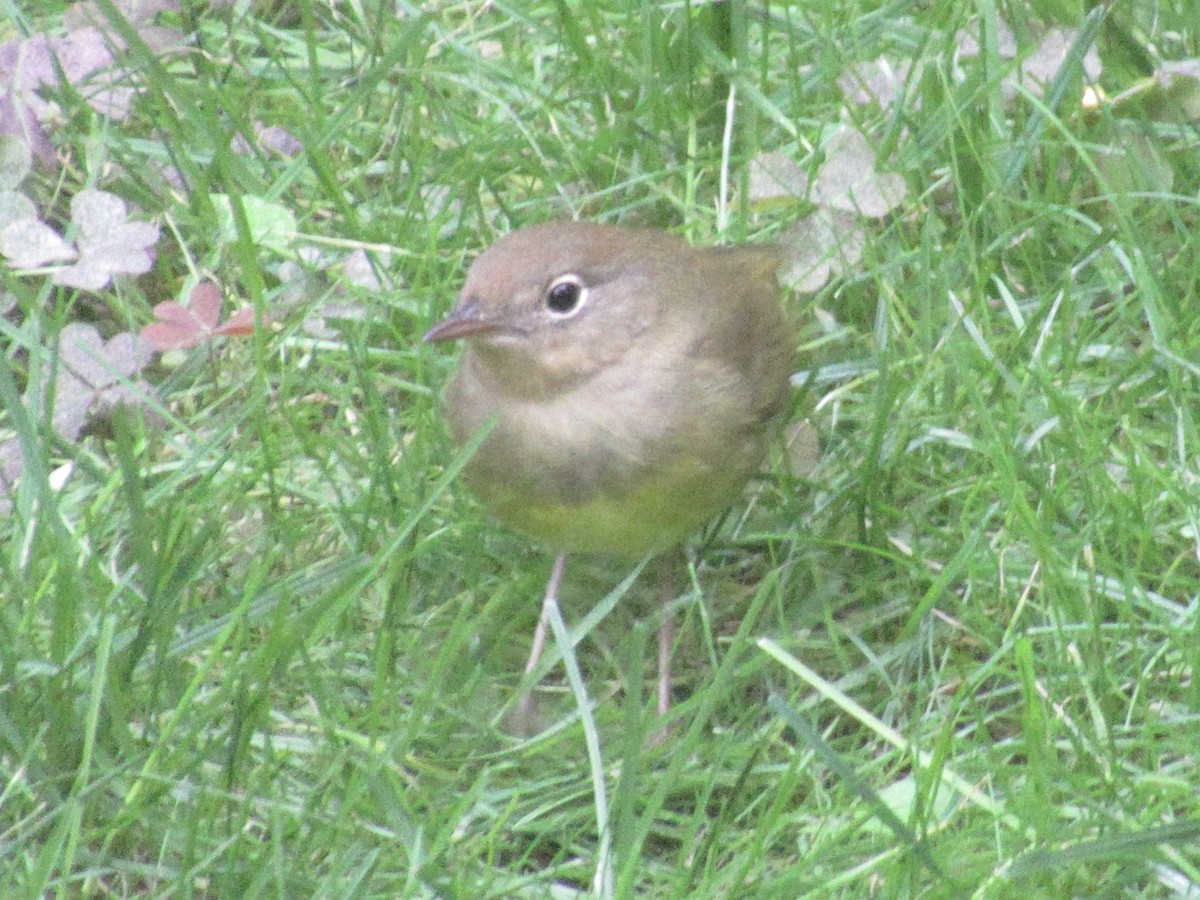 ハイムネアメリカムシクイ - ML643999756